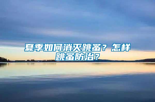 夏季如何消滅跳蚤？怎樣跳蚤防治？