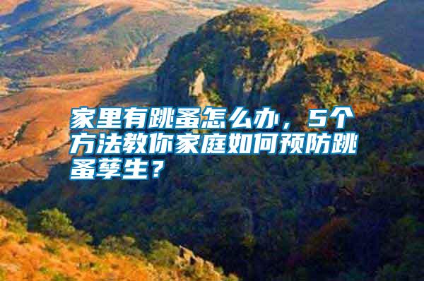 家里有跳蚤怎么辦，5個方法教你家庭如何預防跳蚤孳生？