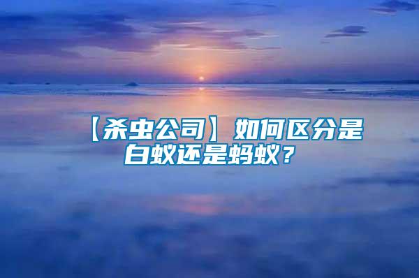 【殺蟲公司】如何區(qū)分是白蟻還是螞蟻？