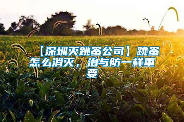 【深圳滅跳蚤公司】跳蚤怎么消滅，治與防一樣重要