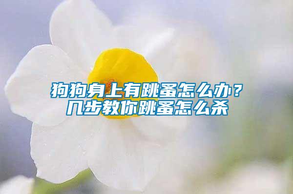 狗狗身上有跳蚤怎么辦？幾步教你跳蚤怎么殺