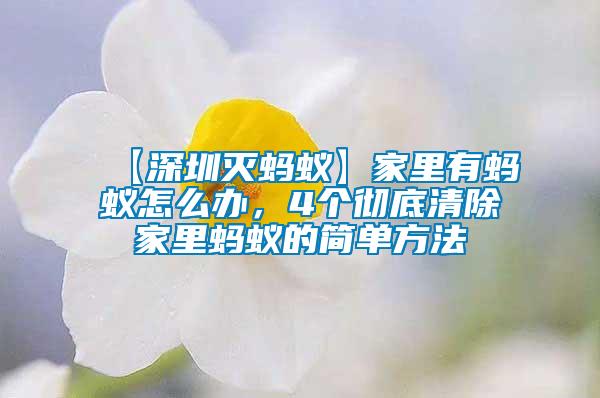 【深圳滅螞蟻】家里有螞蟻怎么辦，4個徹底清除家里螞蟻的簡單方法