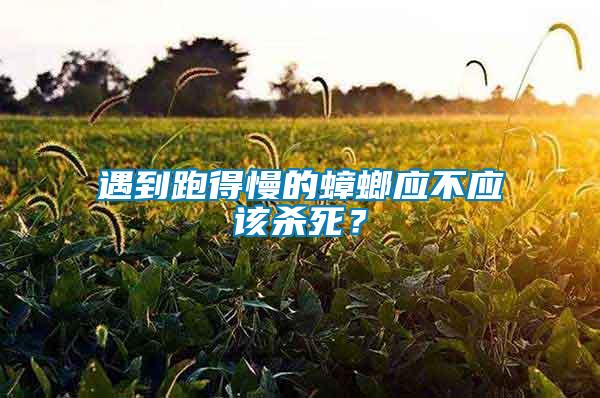 遇到跑得慢的蟑螂應(yīng)不應(yīng)該殺死？