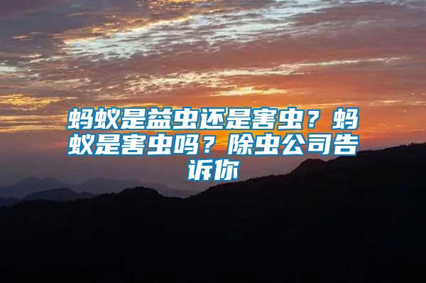 螞蟻是益蟲還是害蟲？螞蟻是害蟲嗎？除蟲公司告訴你