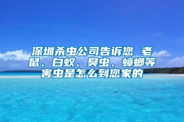 深圳殺蟲(chóng)公司告訴您 老鼠、白蟻、臭蟲(chóng)、蟑螂等害蟲(chóng)是怎么到您家的