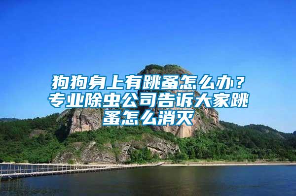 狗狗身上有跳蚤怎么辦？專業(yè)除蟲公司告訴大家跳蚤怎么消滅