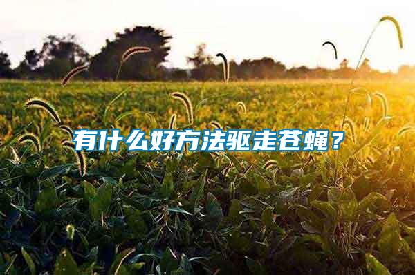 有什么好方法驅(qū)走蒼蠅？