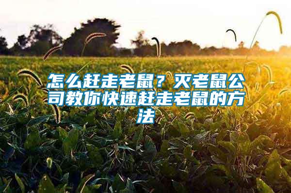 怎么趕走老鼠？滅老鼠公司教你快速趕走老鼠的方法