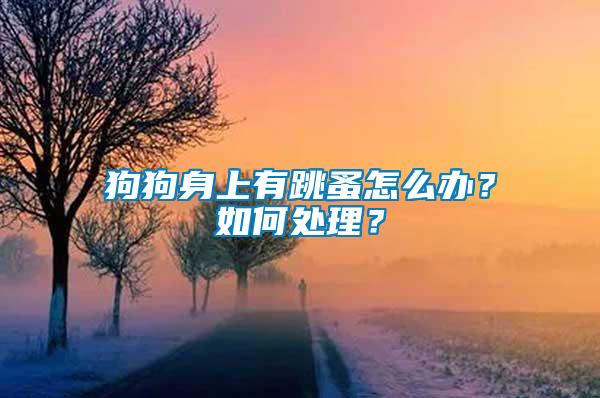 狗狗身上有跳蚤怎么辦？如何處理？