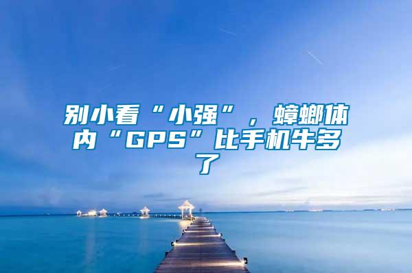 別小看“小強(qiáng)”，蟑螂體內(nèi)“GPS”比手機(jī)牛多了