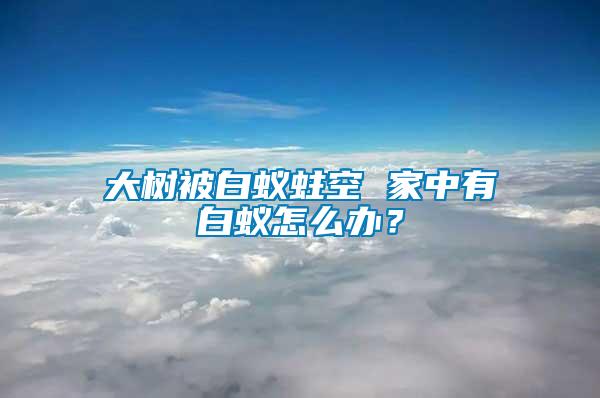 大樹被白蟻蛀空 家中有白蟻怎么辦？