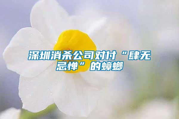 深圳消殺公司對付“肆無忌憚”的蟑螂