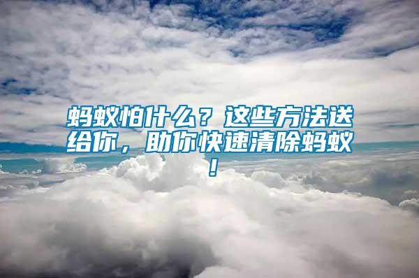 螞蟻怕什么？這些方法送給你，助你快速清除螞蟻！