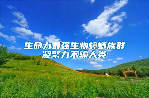 生命力最強(qiáng)生物蟑螂族群凝聚力不輸人類