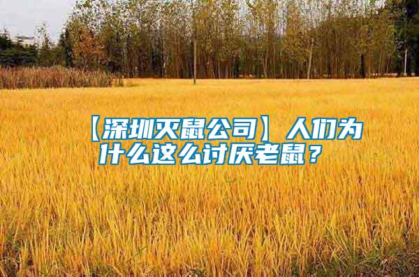 【深圳滅鼠公司】人們?yōu)槭裁催@么討厭老鼠？