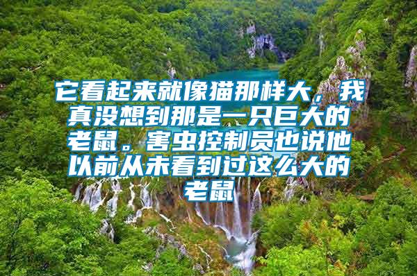 它看起來就像貓那樣大，我真沒想到那是一只巨大的老鼠。害蟲控制員也說他以前從未看到過這么大的老鼠