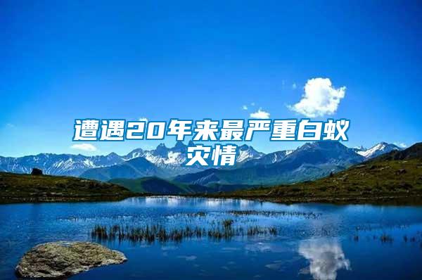 遭遇20年來(lái)最嚴(yán)重白蟻災(zāi)情