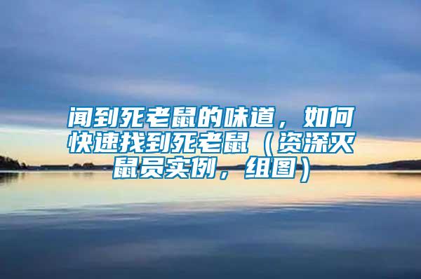 聞到死老鼠的味道，如何快速找到死老鼠（資深滅鼠員實例，組圖）