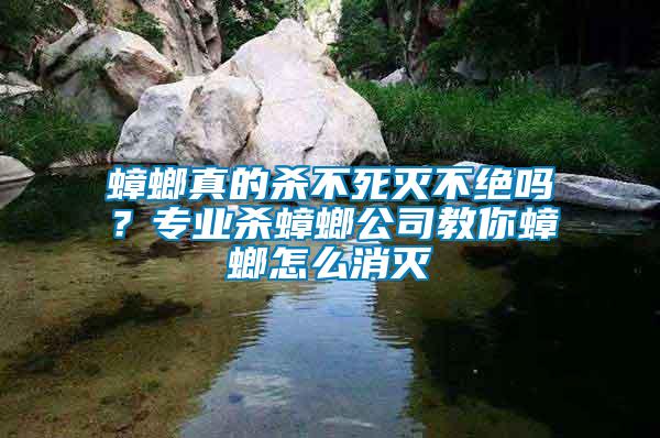 蟑螂真的殺不死滅不絕嗎？專業(yè)殺蟑螂公司教你蟑螂怎么消滅