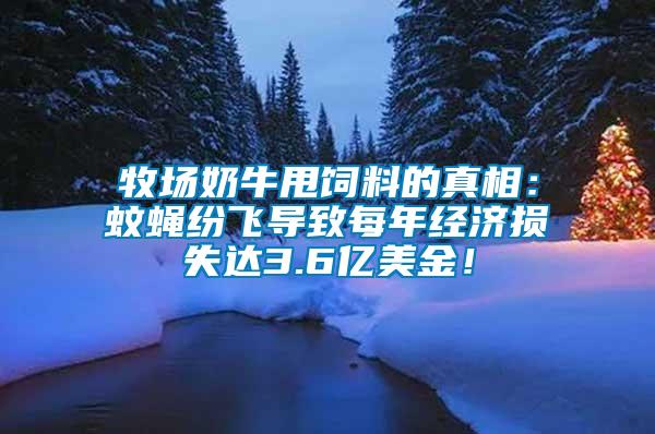 牧場奶牛甩飼料的真相：蚊蠅紛飛導(dǎo)致每年經(jīng)濟(jì)損失達(dá)3.6億美金！