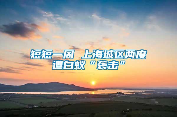 短短一周 上海城區(qū)兩度遭白蟻“襲擊”