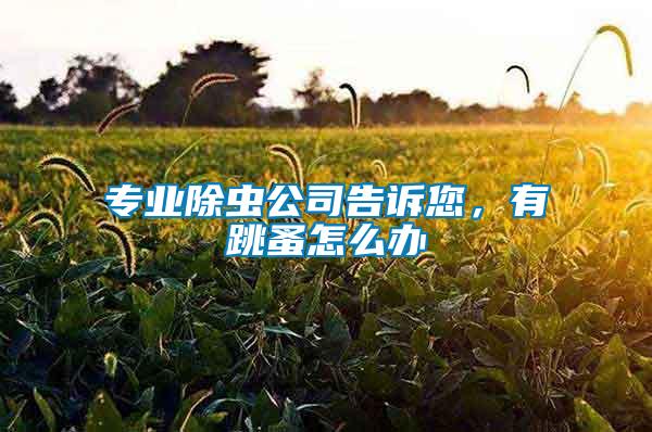 專業(yè)除蟲公司告訴您，有跳蚤怎么辦