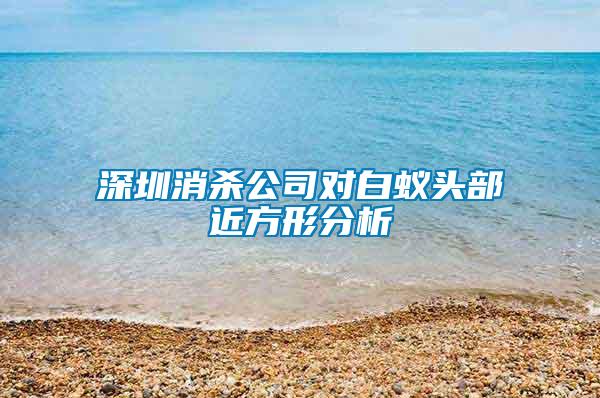 深圳消殺公司對白蟻頭部近方形分析