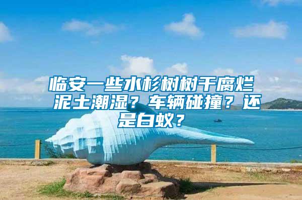 臨安一些水杉樹樹干腐爛 泥土潮濕？車輛碰撞？還是白蟻？