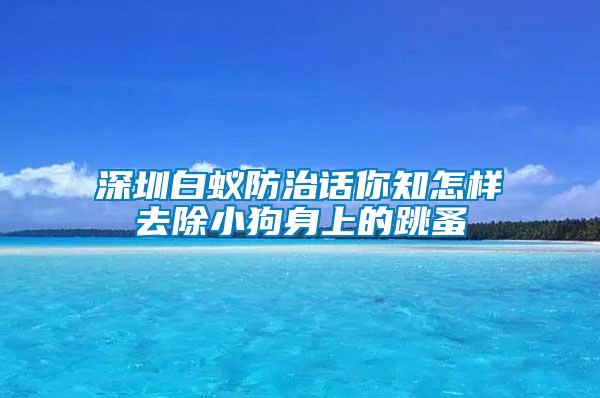 深圳白蟻防治話你知怎樣去除小狗身上的跳蚤