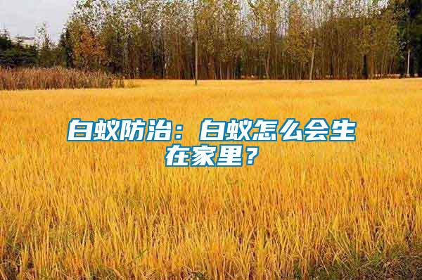 白蟻防治：白蟻怎么會生在家里？