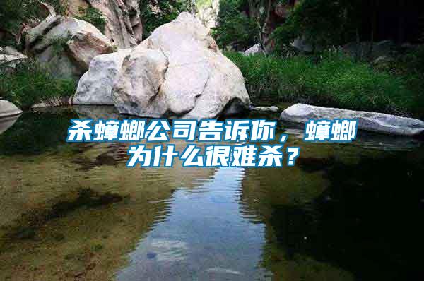 殺蟑螂公司告訴你，蟑螂為什么很難殺？