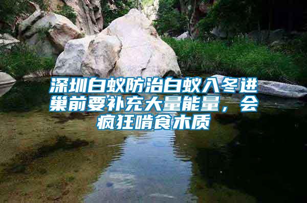 深圳白蟻防治白蟻入冬進(jìn)巢前要補(bǔ)充大量能量，會(huì)瘋狂啃食木質(zhì)