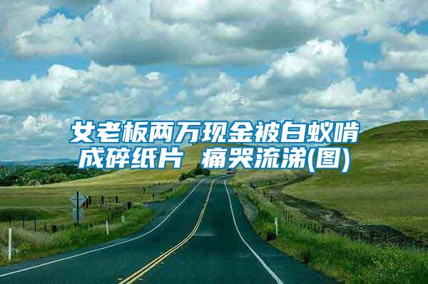 女老板兩萬現金被白蟻啃成碎紙片 痛哭流涕(圖)