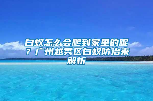 白蟻怎么會(huì)爬到家里的呢？廣州越秀區(qū)白蟻防治來解析