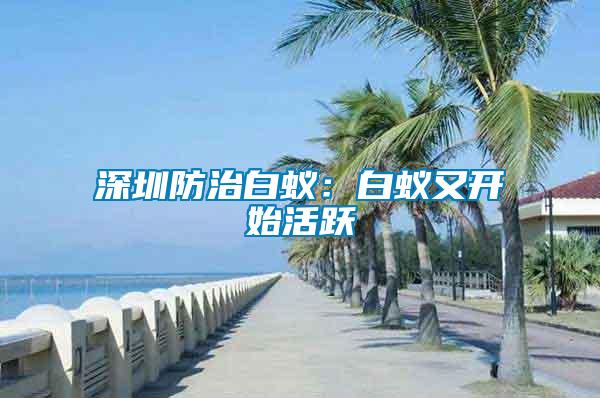 深圳防治白蟻：白蟻又開始活躍