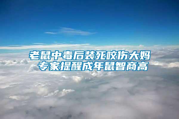 老鼠中毒后裝死咬傷大媽 專家提醒成年鼠智商高