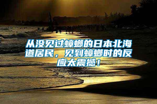 從沒(méi)見(jiàn)過(guò)蟑螂的日本北海道居民，見(jiàn)到蟑螂時(shí)的反應(yīng)太震撼！