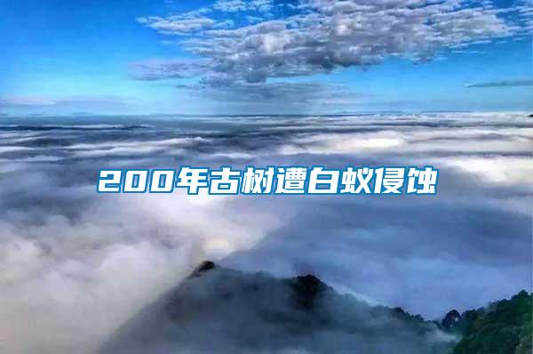 200年古樹遭白蟻侵蝕