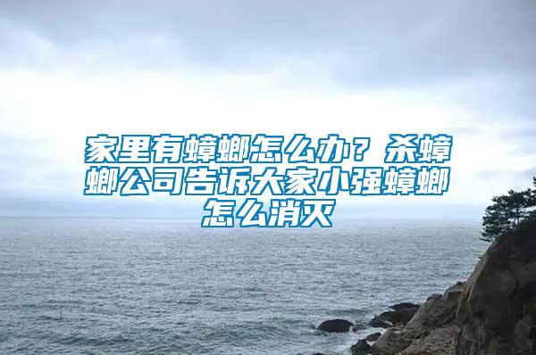 家里有蟑螂怎么辦？殺蟑螂公司告訴大家小強(qiáng)蟑螂怎么消滅