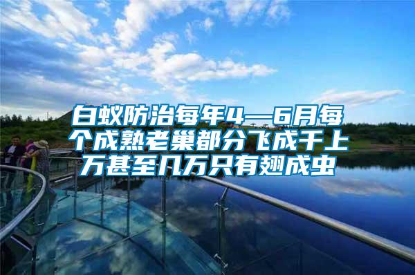 白蟻防治每年4—6月每個(gè)成熟老巢都分飛成千上萬(wàn)甚至幾萬(wàn)只有翅成蟲