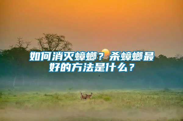 如何消滅蟑螂？殺蟑螂最好的方法是什么？