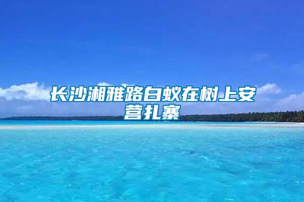 長沙湘雅路白蟻在樹上安營扎寨