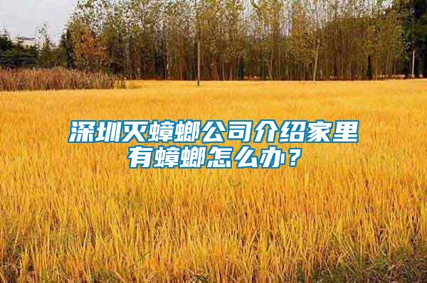 深圳滅蟑螂公司介紹家里有蟑螂怎么辦？