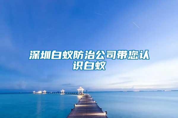 深圳白蟻防治公司帶您認(rèn)識(shí)白蟻