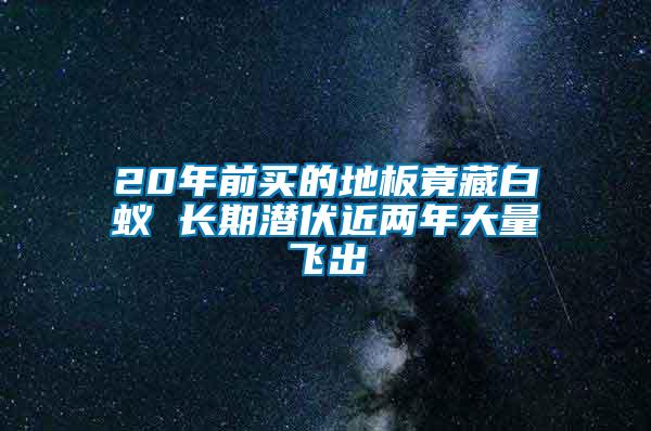 20年前買(mǎi)的地板竟藏白蟻 長(zhǎng)期潛伏近兩年大量飛出