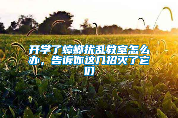 開(kāi)學(xué)了蟑螂擾亂教室怎么辦，告訴你這幾招滅了它們