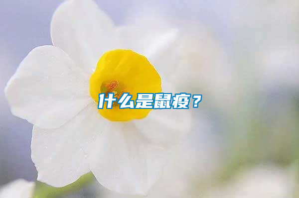 什么是鼠疫？