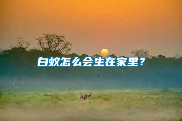 白蟻怎么會(huì)生在家里？