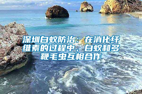 深圳白蟻防治：在消化纖維素的過(guò)程中，白蟻和多鞭毛蟲(chóng)互相合作