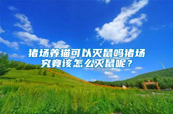 豬場(chǎng)養(yǎng)貓可以滅鼠嗎豬場(chǎng)究竟該怎么滅鼠呢？